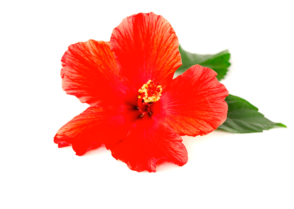 Hibiscus Flavor